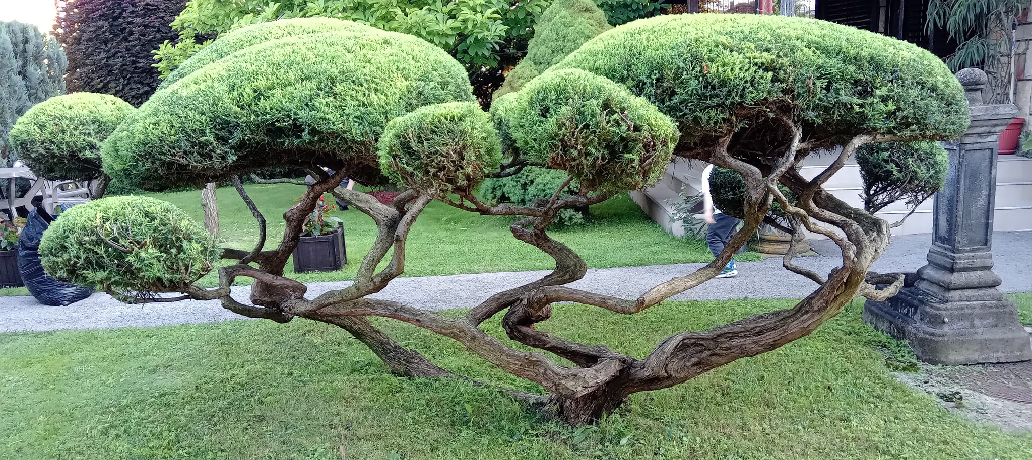Skulpturalni topiary u privatnom vrtu